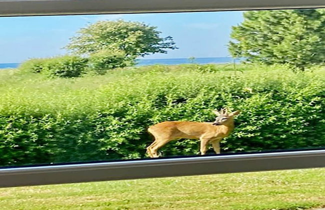 6 Person Holiday Home in Nysted-by Traum - Foto 20