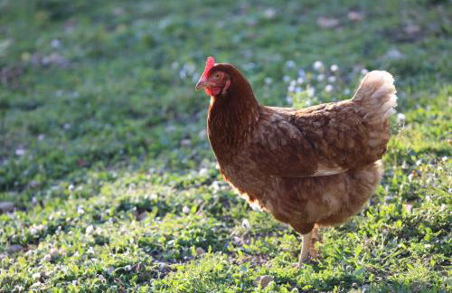 GITE MONTGOLFIÈRE 4 PERSONNES - Foto 26