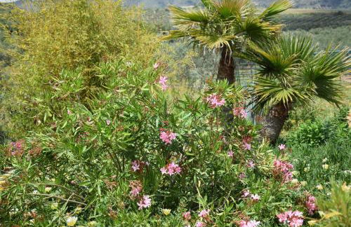 Finca Los Jacaros - Foto 16