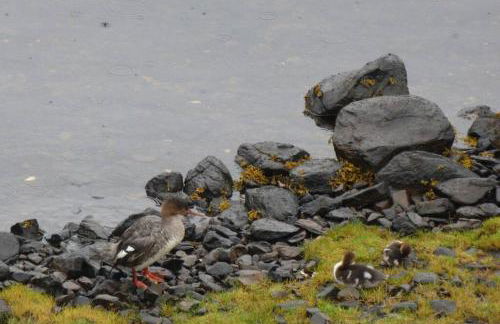 The Causeway - Foto 29