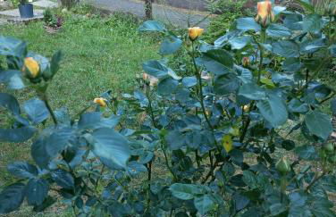 GOLF-Lodge - Foto 47