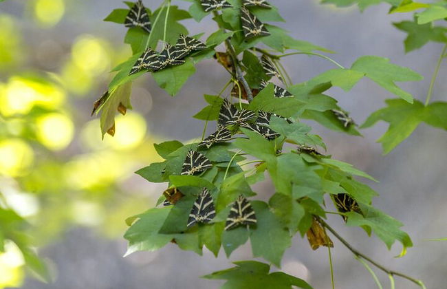 Tour di un'intera giornata con farfalle e barca all'isola di Chalki - Foto 7