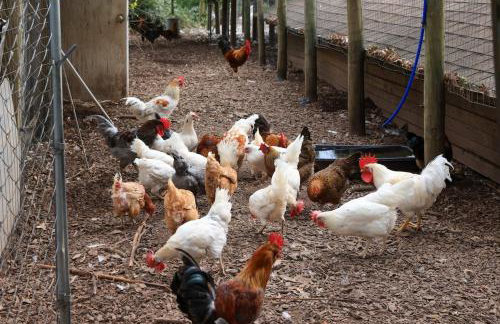 Bucks County Home Farm Philadelphia Dog Friendly - Foto 51