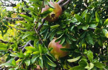 Domus Agricolae Corallina - Foto 20