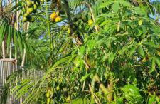 Sitio na floresta px a Belém - Photo 13