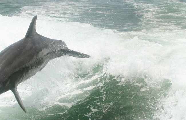 Dolphin Watching in Tampa Bay - Photo 1