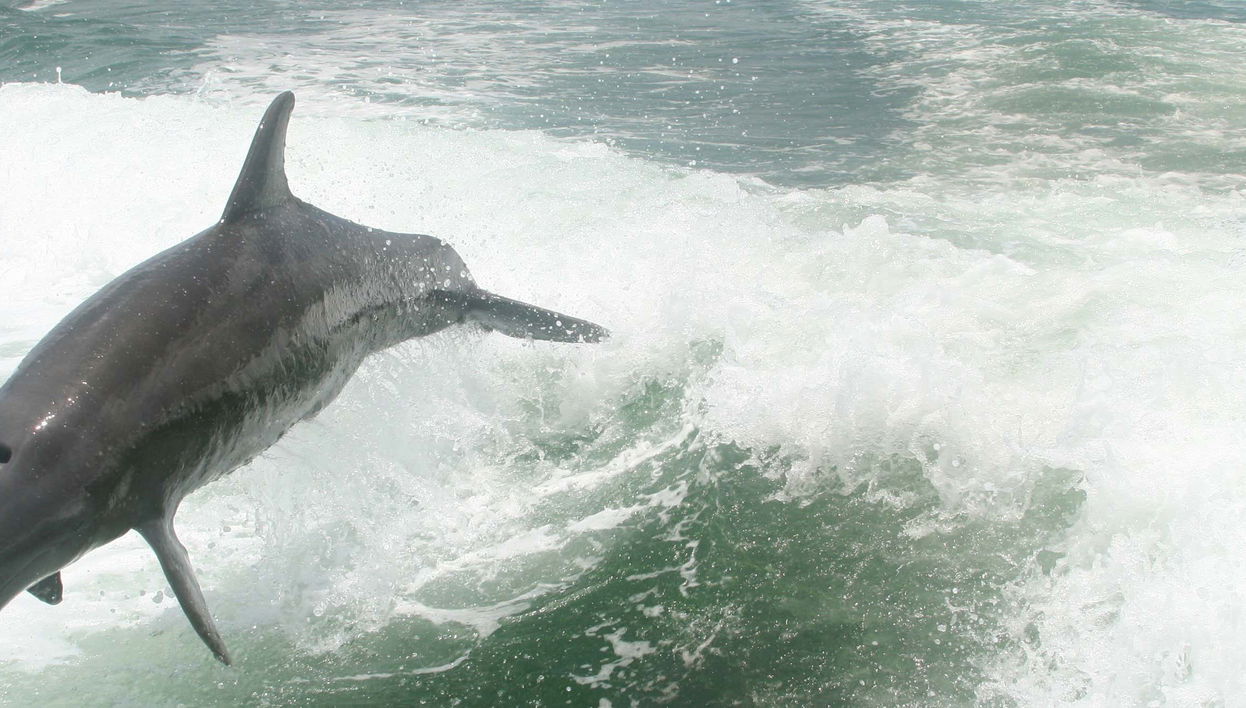 Avistamiento de delfines en la bahía de Tampa