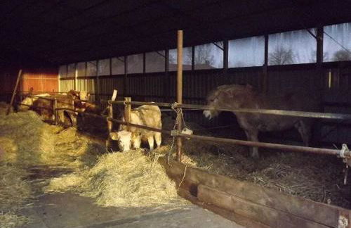 Holiday home in Schaprode with barbecue - Foto 15