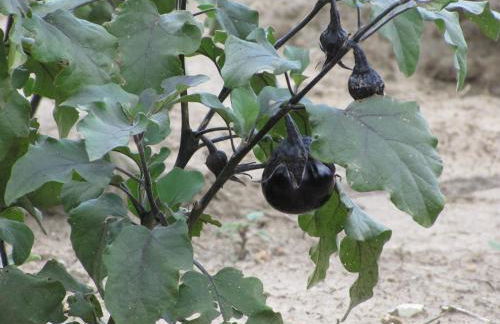 Agriturismo San Pietro - Foto 103