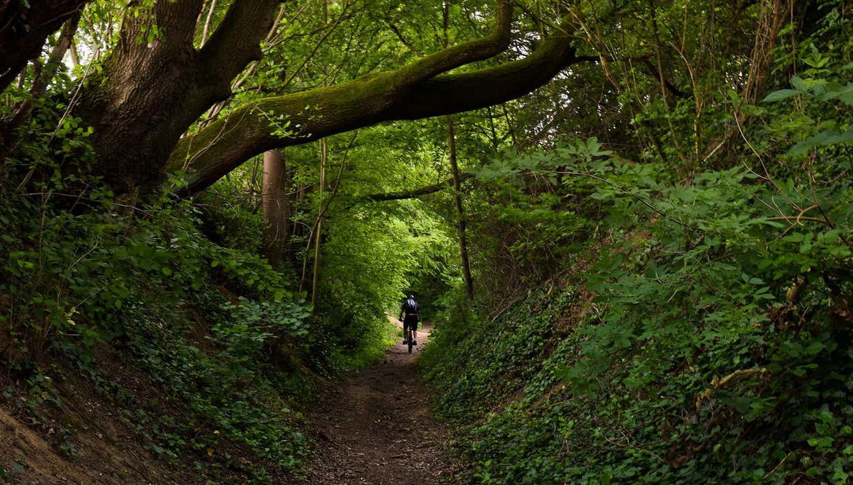 Crossing through the lush green landscape