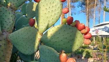 Casa del Riu - Foto 5