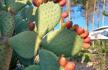 Casa del Riu - Foto 5