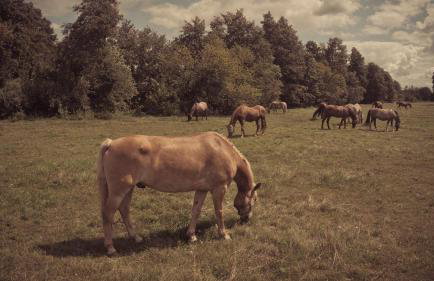 Masuria Warsaw - dom na wyłączność - w lesie i przy rzece - 15 min od Warszawy - Foto 65