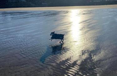 Adorable bedsit for you, partner and your pet! - Foto 41