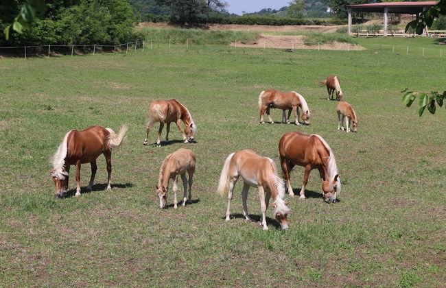 Agriturismo Tenuta Le Sorgive - Foto 30
