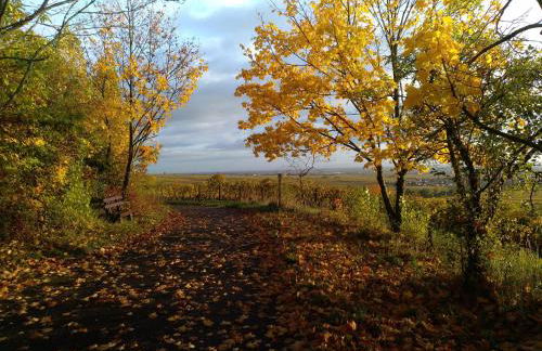 Kakteengarten - Foto 34