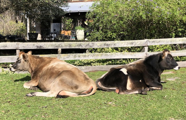 Turicum Chalets AT Monkey Rock Winery - Photo 35