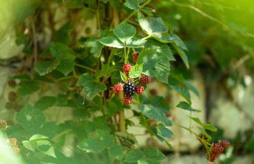 LA FORESTALE Luxury Ecolodge Piano Terra- Appt - Foto 70