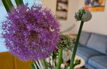 Old Town Đurđevac- 1 garažno mjesto, besplatan wifi te ulaznice za Hrvatsku saharu, mini zoo - Foto 13