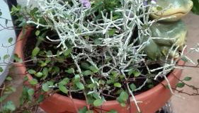 Dom w spokojnej okolicy - Foto 5