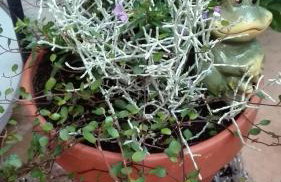 Dom w spokojnej okolicy - Foto 5