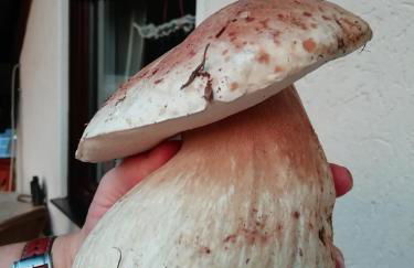 FeWo Mädi - Foto 21