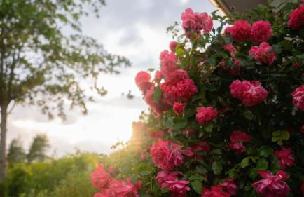 Schillhörn - Urlaub mit Wasserblick - Photo 34