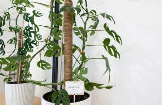 BONA Apartment - Photo 10