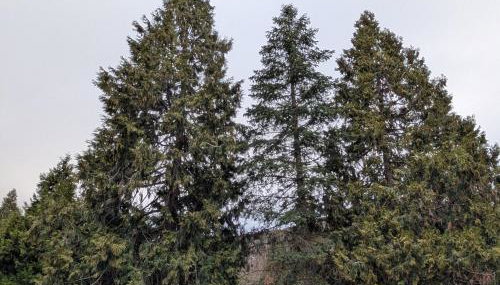 Peaceful Pines Place, a cozy mountain hideaway wAC - Foto 2
