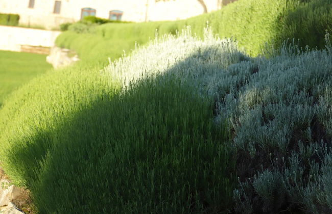 SPAO Borgo San Pietro AquaeOrtus - Foto 47