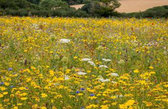 The Woodland Collection, 10 mins from beaches - Photo 15