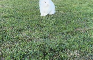 Villa Incanto on the Sea - Foto 38