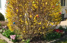 Ferienhaus Arno - Thüringer Wald - Foto 33