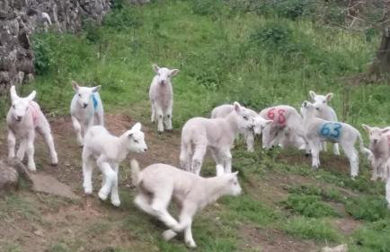 Bishops Farm - Foto 5