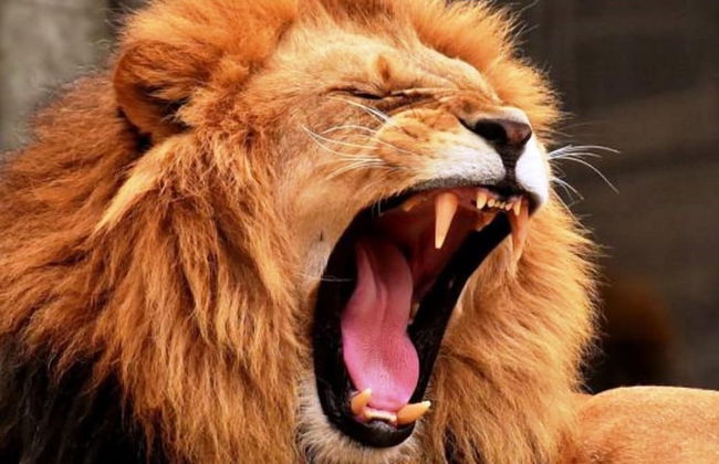 Rivonia One & Only - Foto 33