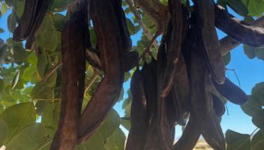 Ciuci's Manor - Photo 3