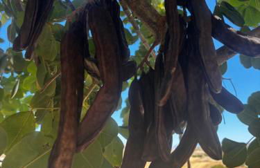 Ciuci's Manor - Foto 3