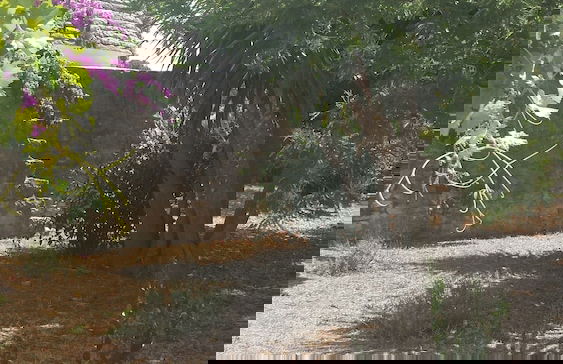 Masseria Gianca - Foto 32