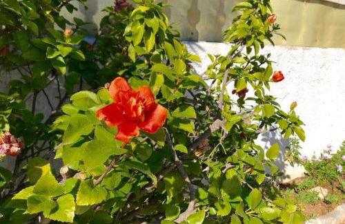 VILLA PHILIP Piscina privada - Foto 30