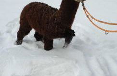 Blockhaus am Edersee - Foto 30