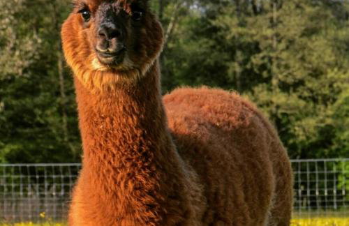 Niedergerner Alpaka Ranch - Foto 10