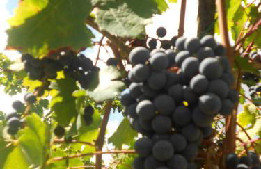 I Tre Tigli - Casa di campagna - Foto 41