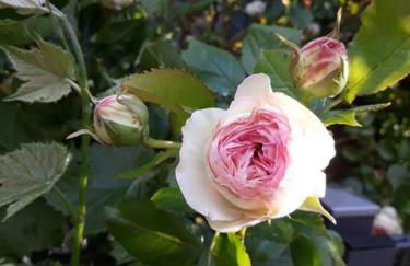 Ferienwohnung Rosenblüte - Foto 26