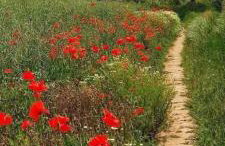 Old house by the stream - Photo 32