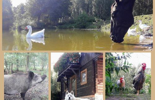 Tamarynowa Osada - Kraina Udanego Wypoczynku - Foto 18