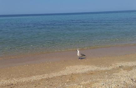 Ground beach studio - Foto 29