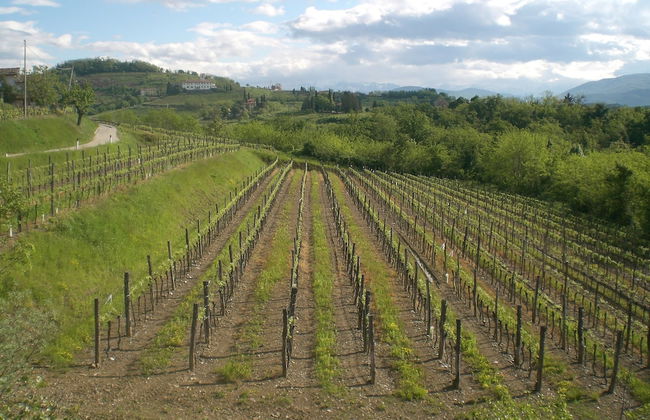 Agriturismo Colutta - Foto 15