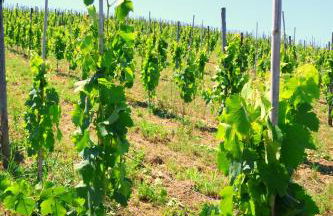 Terra di Ea - Foto 64