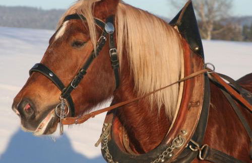 Ferienwohnung Vitalis - Foto 10