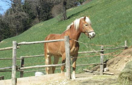 Panorama Verde Lago - Mountain Lake Iseo Hospitality - Photo 16
